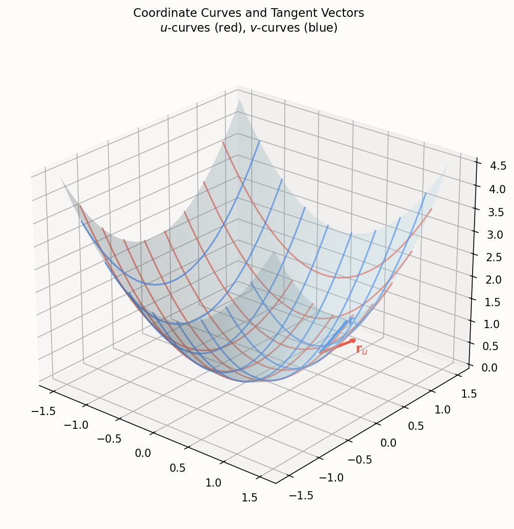 Coordinate curves on a torus