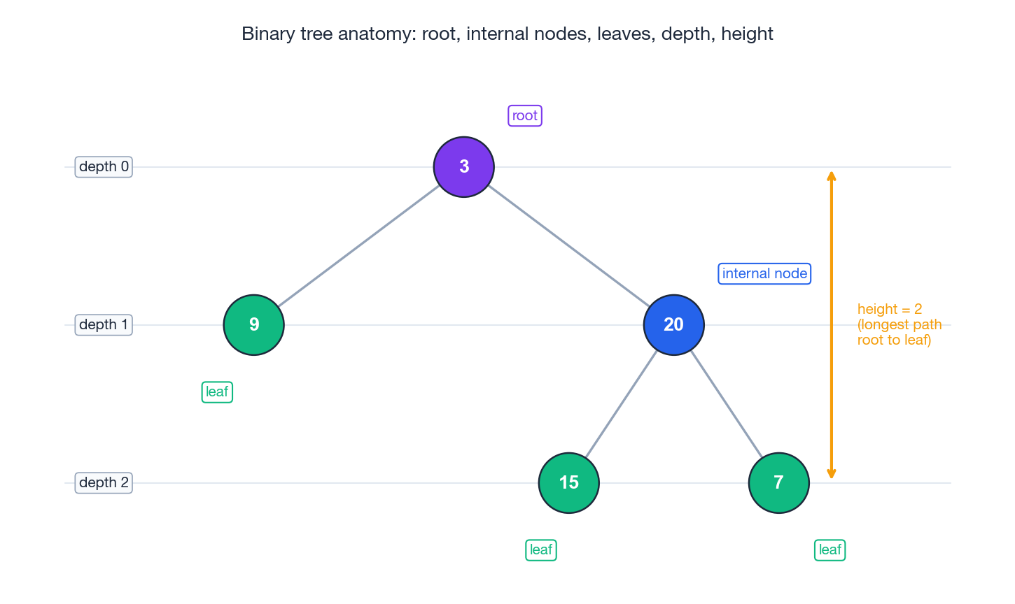 Binary tree anatomy: root, internal nodes, leaves, depth, height