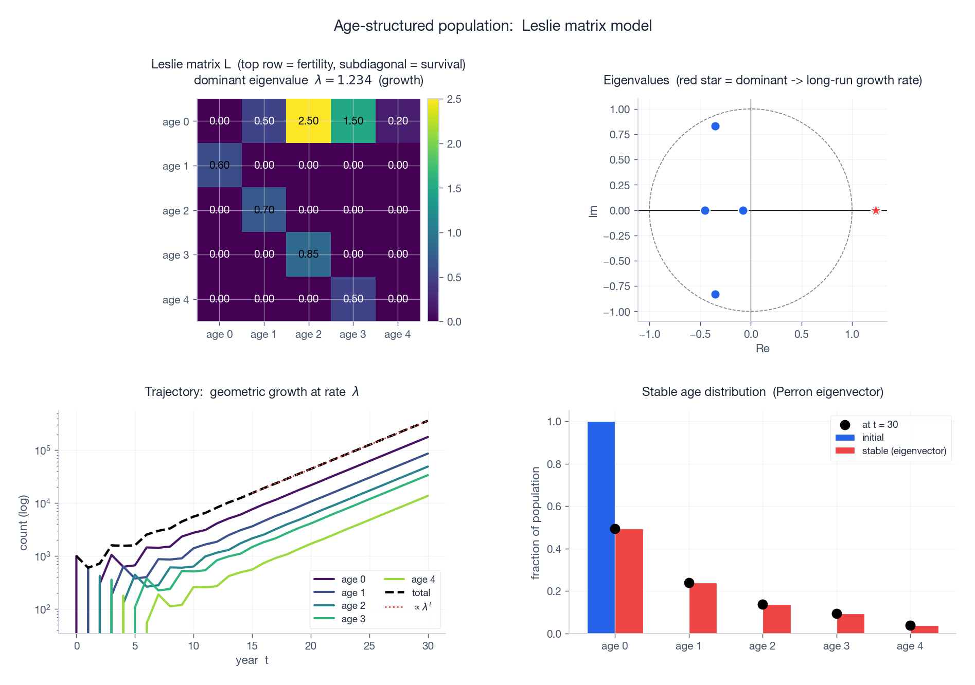 Leslie matrix as a heatmap, eigenvalue spectrum, geometric growth trajectory, stable age distribution.