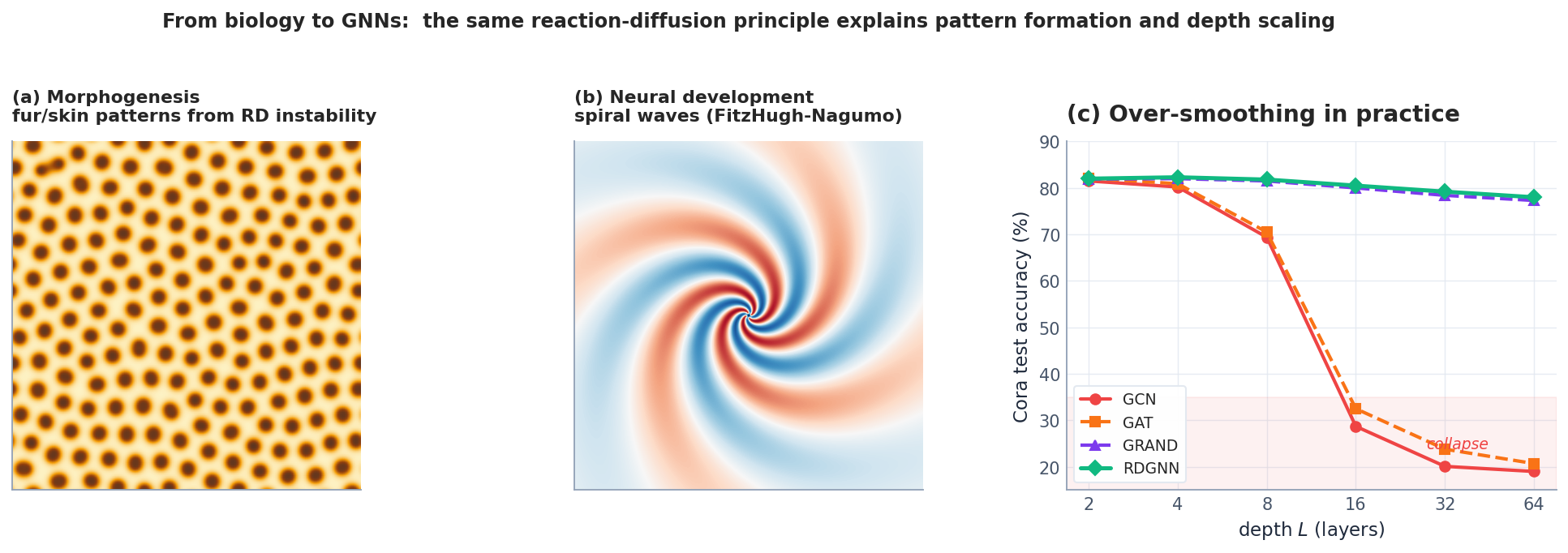 From biology to GNNs. (a) The Gray-Scott model produces realistic fur-and-skin patterns — exactly the mechanism Turing proposed for biological morphogenesis. (b) FitzHugh-Nagumo dynamics produce spiral waves, observed during cardiac arrhythmia and in early visual-cortex development. (c) The same RD principle, applied to graphs, produces deep GNNs that do not collapse — RDGNN keeps Cora accuracy near 80 % at 64 layers, while GCN, GAT, and even pure-diffusion GRAND fall below 25 %.