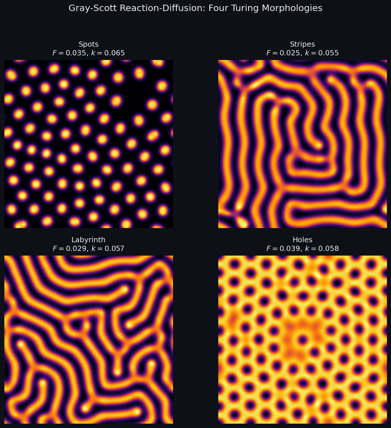 Gray-Scott reaction-diffusion: four Turing morphologies (spots, stripes, labyrinth, holes)