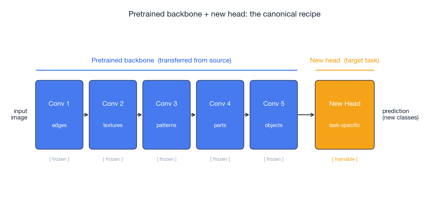 Pretrained backbone with a new task-specific head