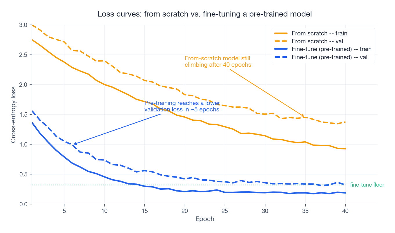Loss curves: from scratch vs. fine-tuning